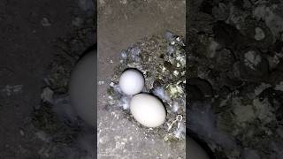 Kabutar ki video Kabutar ke bacche ande se kaise nikalte hain 🕊️😍👍baby pigeon shots video [upl. by Gagliano]