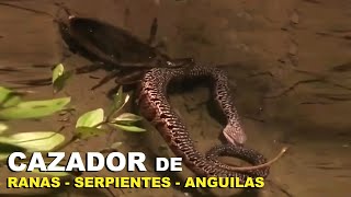 Cazador de Ranas y Serpientes El Chinche GIGANTE de Agua  Cucaracha de Agua  Lethocerus  Quom [upl. by Warfold615]