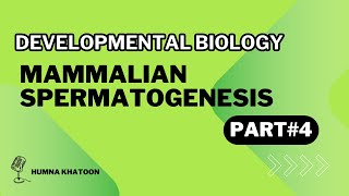 Mamalian spermatogenesis part 4  By Hamna Khatoon [upl. by Gnud766]