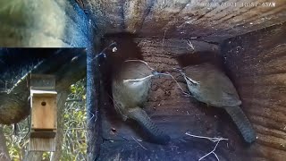 Feb 5 Bewicks wren nesting ritual [upl. by Ridinger331]