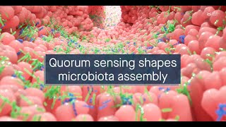 A longitudinal quorum sensing network mediates oral biofilm microbiota assembly [upl. by Tacy]