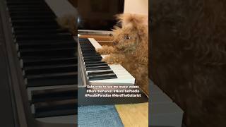 Nero dog plays piano [upl. by Eelynnhoj]