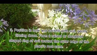 HOW TO GROW AGAPANTHUS IN YOUR GARDEN [upl. by Naul]