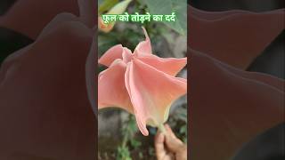 Brugmansia flower  gardening nature plant [upl. by Adniram]