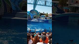 🐬Dolphins Splash the Crowd at SeaWorld 💦 themepark california [upl. by Ailemap36]