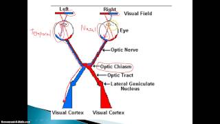 Visual Nerve Pathways [upl. by Leahcam]