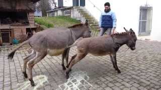 ASINE UN FIUME DI PIPI wwwmielelombardiit Donkey Peeing [upl. by Sessylu441]