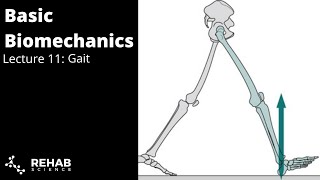 Biomechanics Lecture 11 Gait [upl. by Arok]