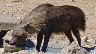 brown hyena sound effects [upl. by Aleac742]