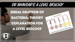 Serial dilution of bacteria theory explanation for A level biology [upl. by Premer508]