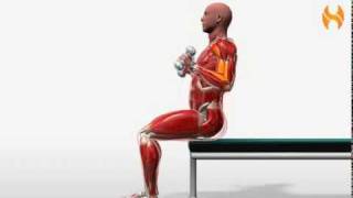 Exercise Videos Hammer Curl  Seated [upl. by Ecyoj]