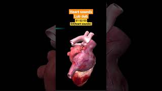 Heart Sounds and Heart Murmurs3D Animationcardiovascular [upl. by Ycul]