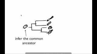 Introduction to phylogenetics in microbiology [upl. by Anirtruc]