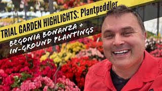 TRIAL GARDEN Begonias  InGround Plantings  Other Standouts from PLANTPEDDLER [upl. by Alena]