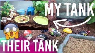 Petcos WRONG Hermit Crab Tank Setup  VS My Hermit Crab Tank Tour Loris Hartland [upl. by Alyahc240]