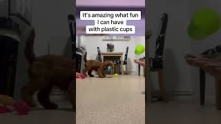 Milodacockapoo Having fun playing with plastic cups fun shorts shortvideo cockapoo dogs [upl. by Nonnah639]