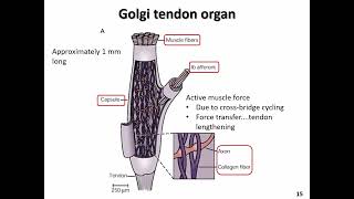 NEUR 2000 Somatosensory Part 2 slides 13 17 [upl. by Esimaj]