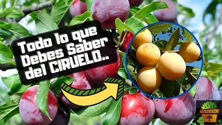 CIRUELO  Caracteristicas y Cuidados Para Su CULTIVO [upl. by Einahpad]