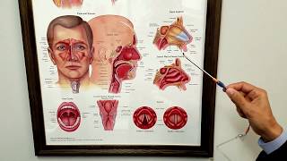 Eustachian Tube Dysfunction [upl. by Oulman167]