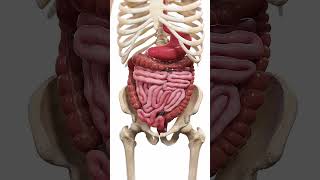 🍽️ Peristalsis The WaveLike Motion of Digestion 🍽️ anatomy [upl. by Ecitsuj543]