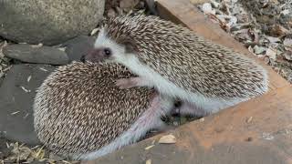 Hedgehogs mating Fail [upl. by Morlee]