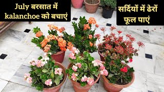 July बरसात में kalanchoe को बचाए और सर्दियों में ढेरों फूल पाए Top secret to save kalanchoe cutting [upl. by White]