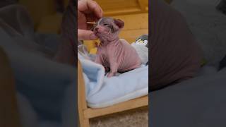 Petting before bed❤️ shorts sphynx kitten cat cute [upl. by Aryahay549]