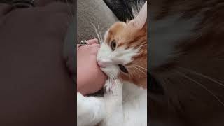 Love bite lockdown love bite trending cuteplay catshorts play shorts cat ouch [upl. by Dubenko]