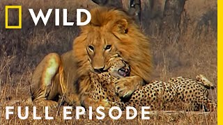 Male Lions Brutally Attack Cheetahs Full Episode  Cat Wars Lion vs Cheetah  Serengeti [upl. by Eirual]