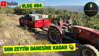 ZEYTİN HASAT ZAMANI  CASE JX65B  Vlog 84 [upl. by Orlantha]