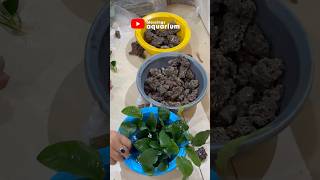 How to attach Anubias plant to a rock or driftwood  DIML  39th [upl. by Donoghue784]