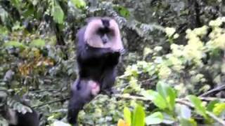 Lion Tailed Macaque at Vaalparai [upl. by Lebiralc]