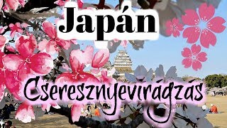 Japán cseresznyevirágzás  Szakura és Hanami 🌸 Vlog [upl. by Aniram]