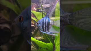 WONDERFUL SCALARE LONGFIN Pterophyllum ANGELFiSH BLUE DiAMOND 💎💎🎬🎬BEST FiSCHskalar angelfish [upl. by Abagael961]