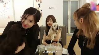 FULLVLIVE LISA ROSE JENNIE BLACKPINK SUBTHAI ซับไทย🐶🐶 [upl. by Bathesda811]