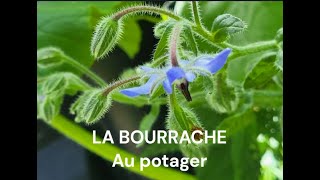 La bourrache au potager [upl. by Ahrendt]