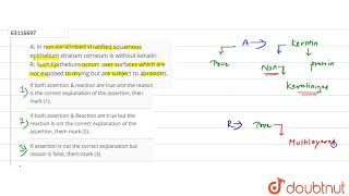 A In nonkeratinised stratified squamous epithelium stratum corneum is without keratin R [upl. by Hoisch]