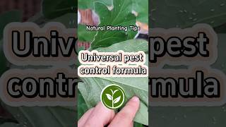 Universal pest control formula shortvideo plants youtubeshorts shorts garden farming [upl. by Jagir494]