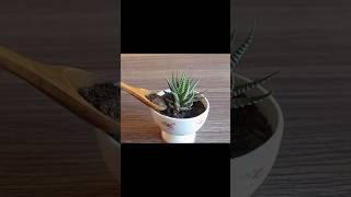 How To Propagate Succulents  Succulent Propagation succulents propagation gardening [upl. by Amelita]