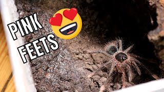 The Teeny GOLIATHS Theraphosa apophysis amp Theraposa blondi [upl. by Bred81]