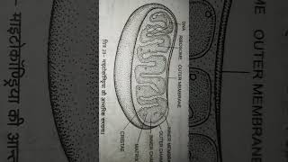 Mitochondria internal structerimportantquetions trending [upl. by Turnheim274]