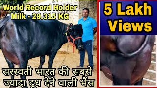 World Highest Milking Buffalo  Saraswati 🏆 Milk  29315 Kg per Day Sukhbir Dhanda [upl. by Almallah]