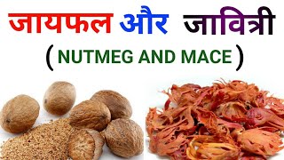 जायफल और जावित्री  NUTMEG AND MACE  USES AND HEALTH BENEFITS by JATIN NAGI EDU PILLAR [upl. by Normie]