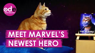 This Cat is Marvels Newest Hero [upl. by Ahsrats]