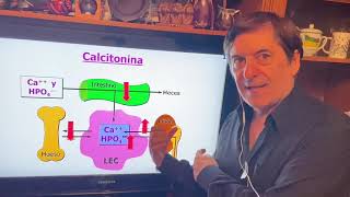Regulación de la Calcemia Paratohormna Calcitonina itamina 3 [upl. by Bigg]