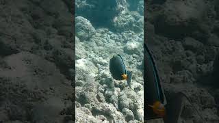 Orange lips fish snorkeling hawaii oahu hanaumabay [upl. by De]