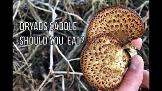 Dryads Saddle Pheasant Back Good to Eat Clean and Cook [upl. by Nidak]