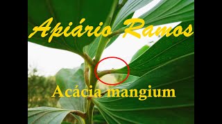 Acácia mangium melífera ideal para apis [upl. by Inigo]