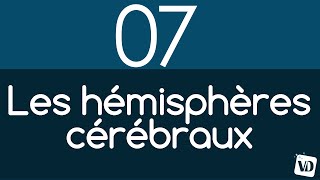 Le cerveau en 2 minutes  les HEMISPHERES CEREBRAUX [upl. by Fenelia]