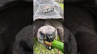 Tortoise adorable munching sounds🙊 short shortfeed tortoise [upl. by Alakim]